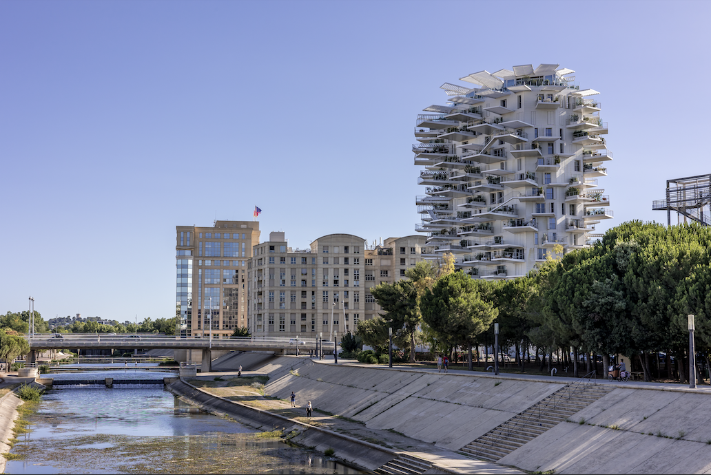 arbre-blanc-montpellier